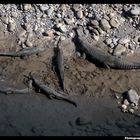 Indian Gavial