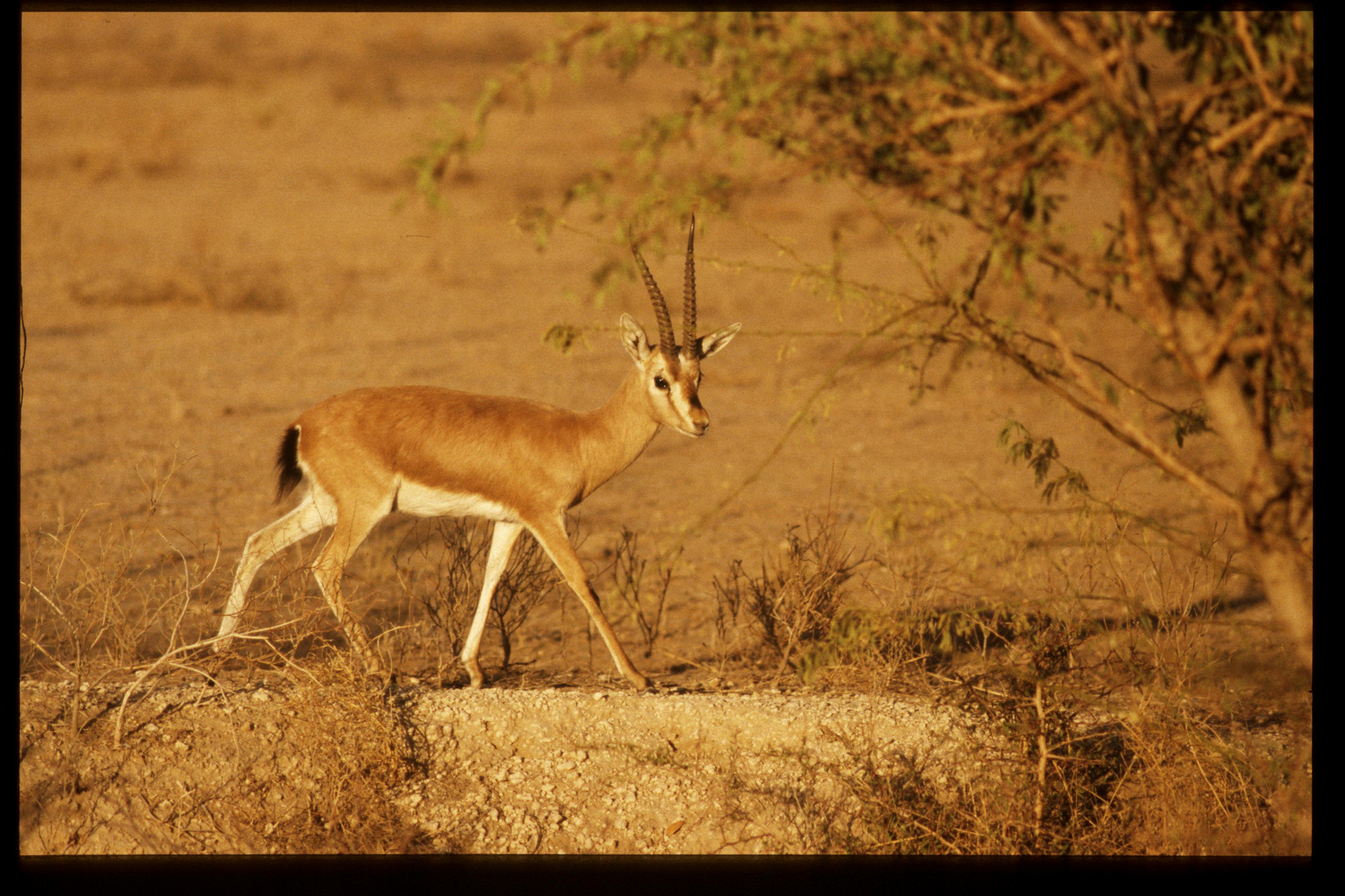 Indian Gazella bennetti 2003- Chinkara