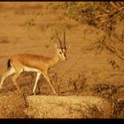 Indian Gazella bennetti 2003- Chinkara