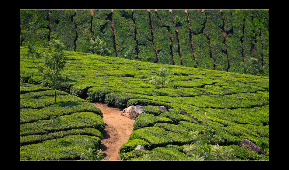 indian green tea