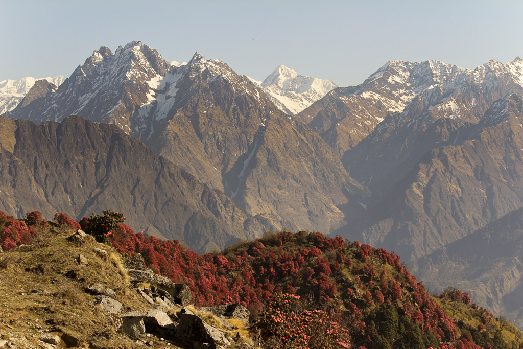 ... Indian Himalayas - Rhododendron in bloom ...