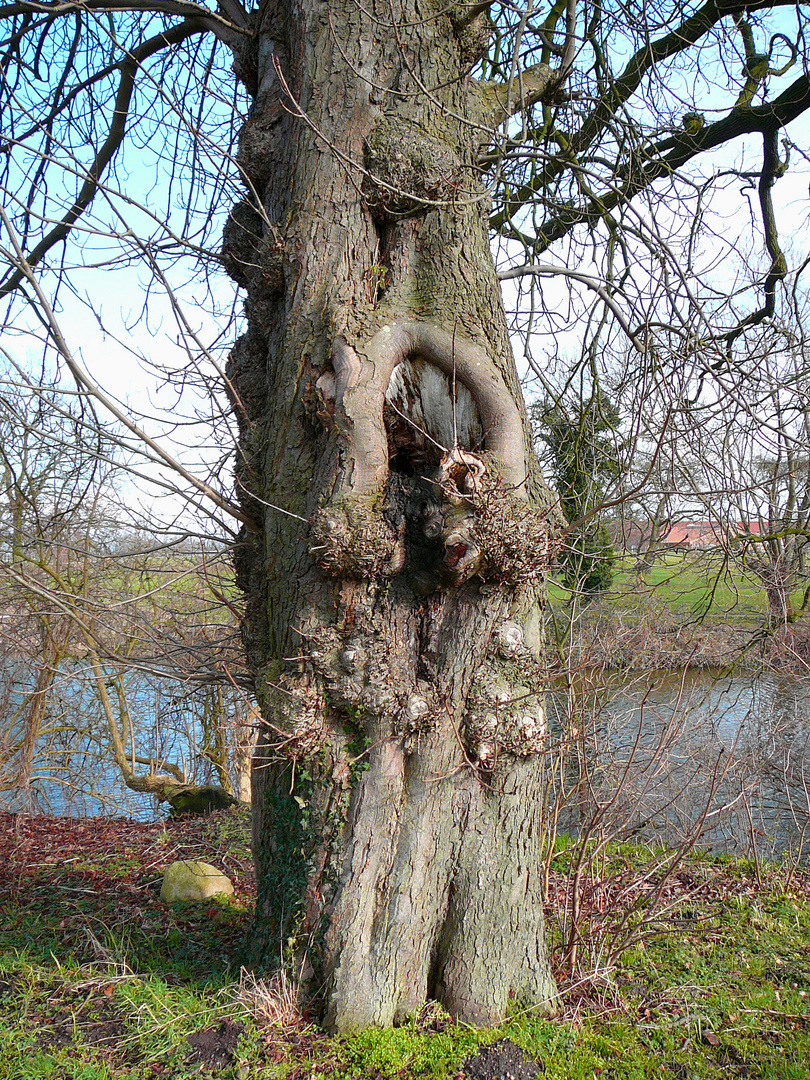 Indian in Tree