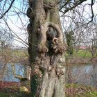 Indian in Tree