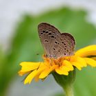 Indian Lesser Grass Blue