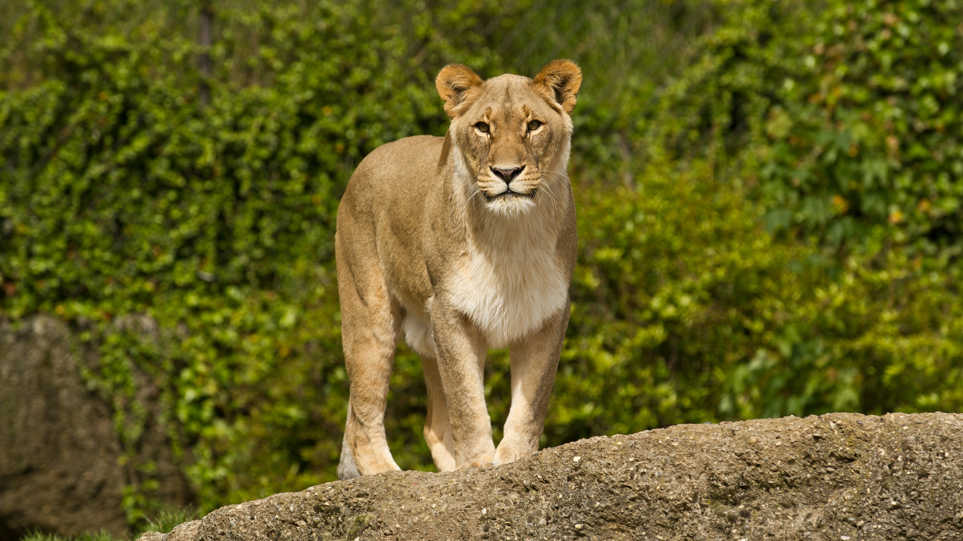 Indian Lion