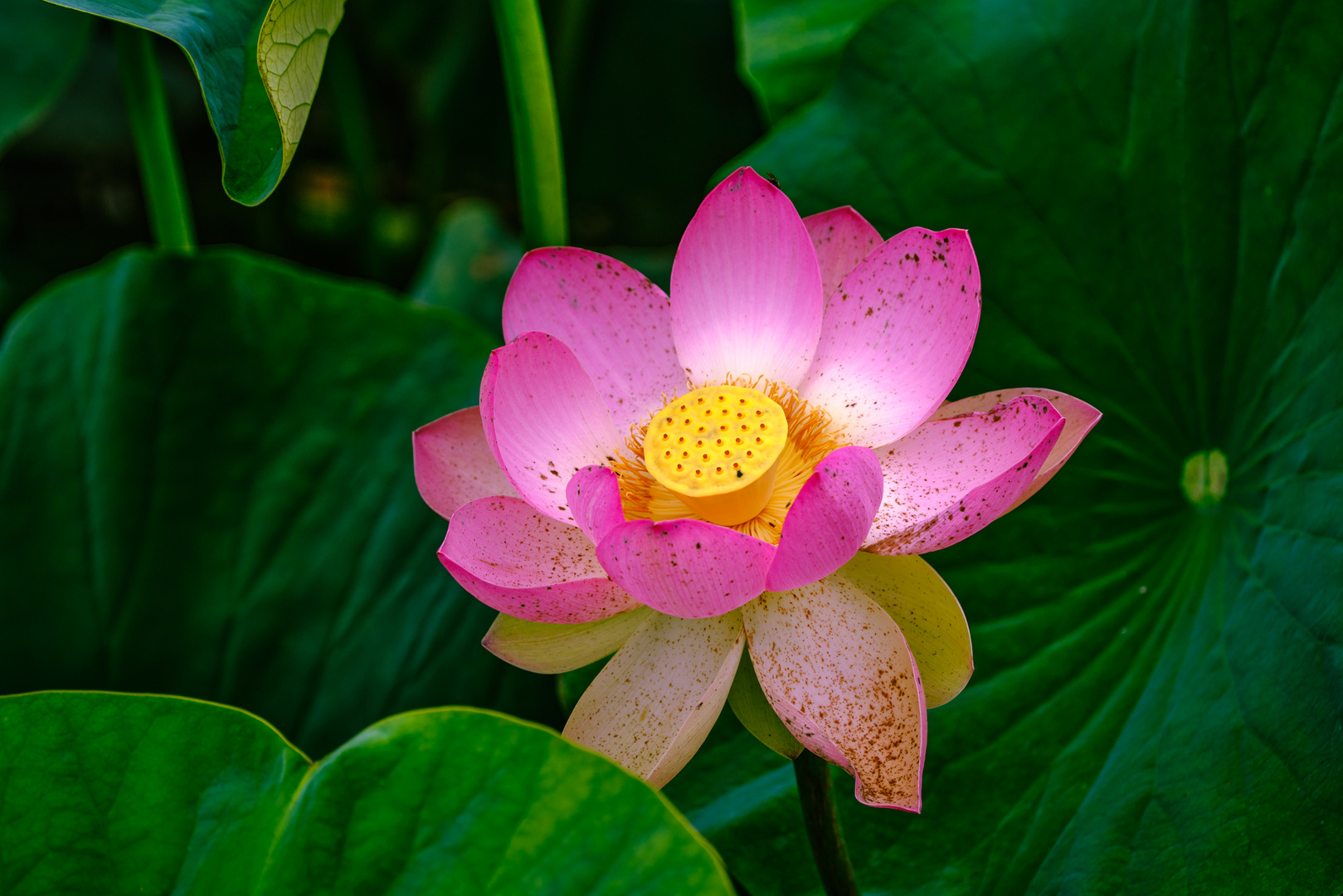 Indian Lotus