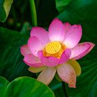 Indian Lotus