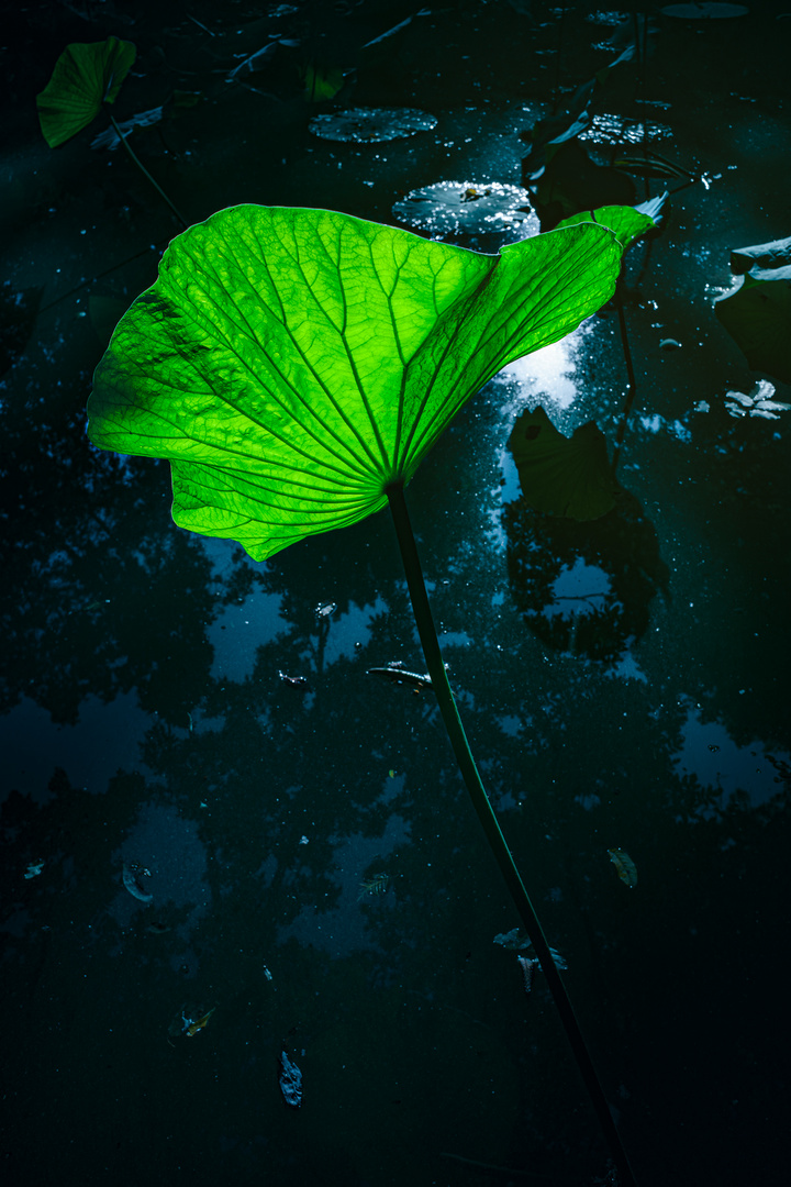 Indian lotus leaf 