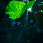Indian lotus leaf 