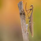 Indian-Mantis-Summer