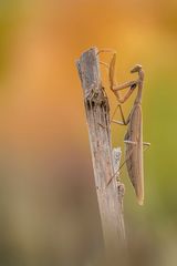 Indian-Mantis-Summer