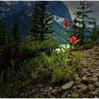 Indian Paint Brush