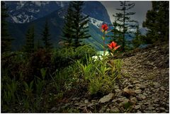 Indian Paint Brush