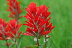 Indian paint brush