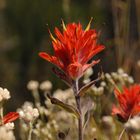 Indian Paintbrush