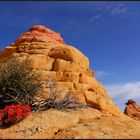 Indian Paintbrush an Coyote Buttes South