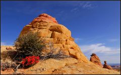 Indian Paintbrush an Coyote Buttes South