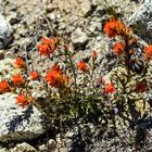 Indian Paintbrush                 DSC_4866-2