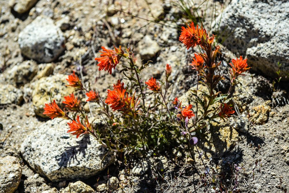 Indian Paintbrush                 DSC_4866-2