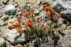 Indian Paintbrush                 DSC_4866-2