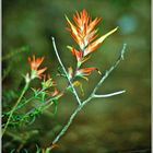 Indian Paintbrush