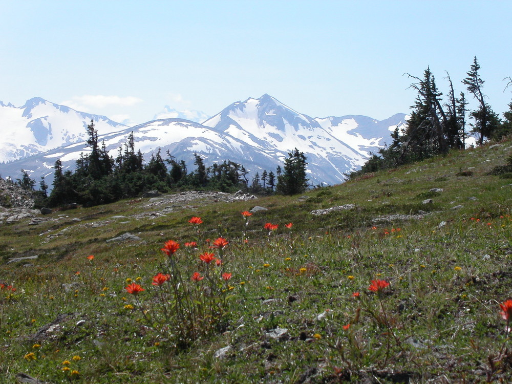 Indian Paintbrush in Kanada