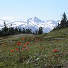 Indian Paintbrush in Kanada