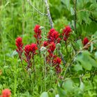 Indian Paitbrush                 DSC_4239-2