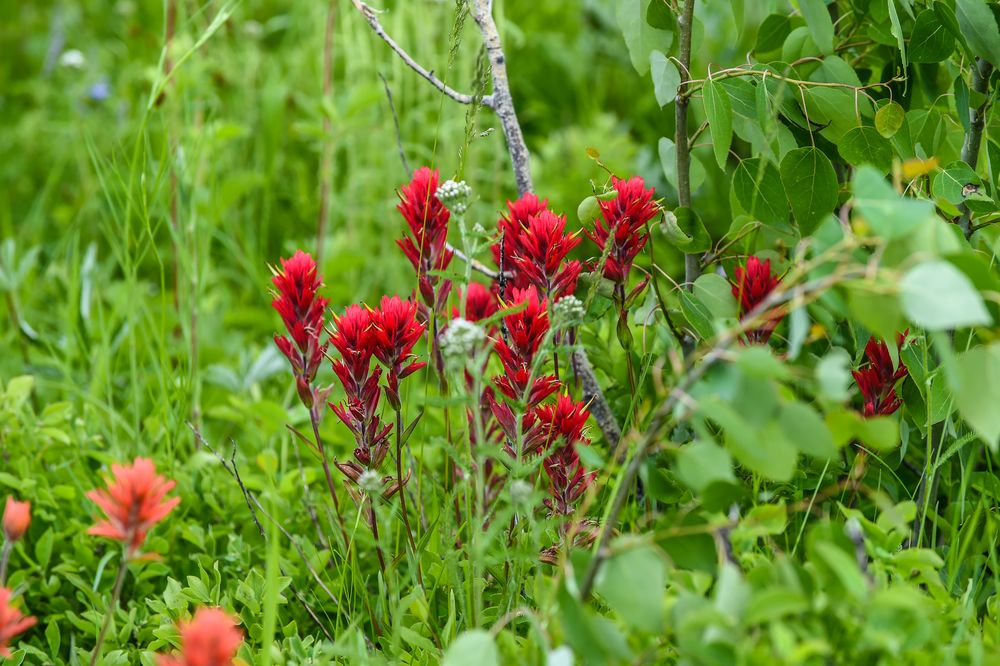 Indian Paitbrush                 DSC_4239-2