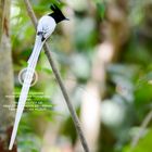 Indian Paradise-flycatcher ( Terpsiphone paradisi paradisi).