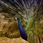 Indian peafowl