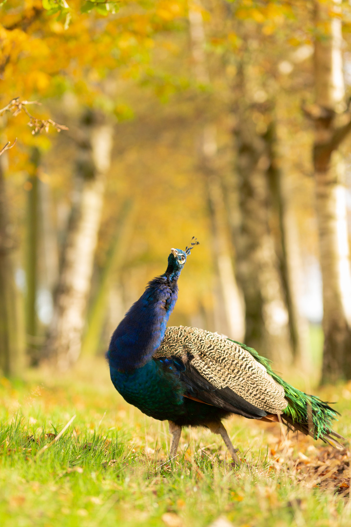 Indian peafowl