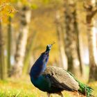 Indian peafowl