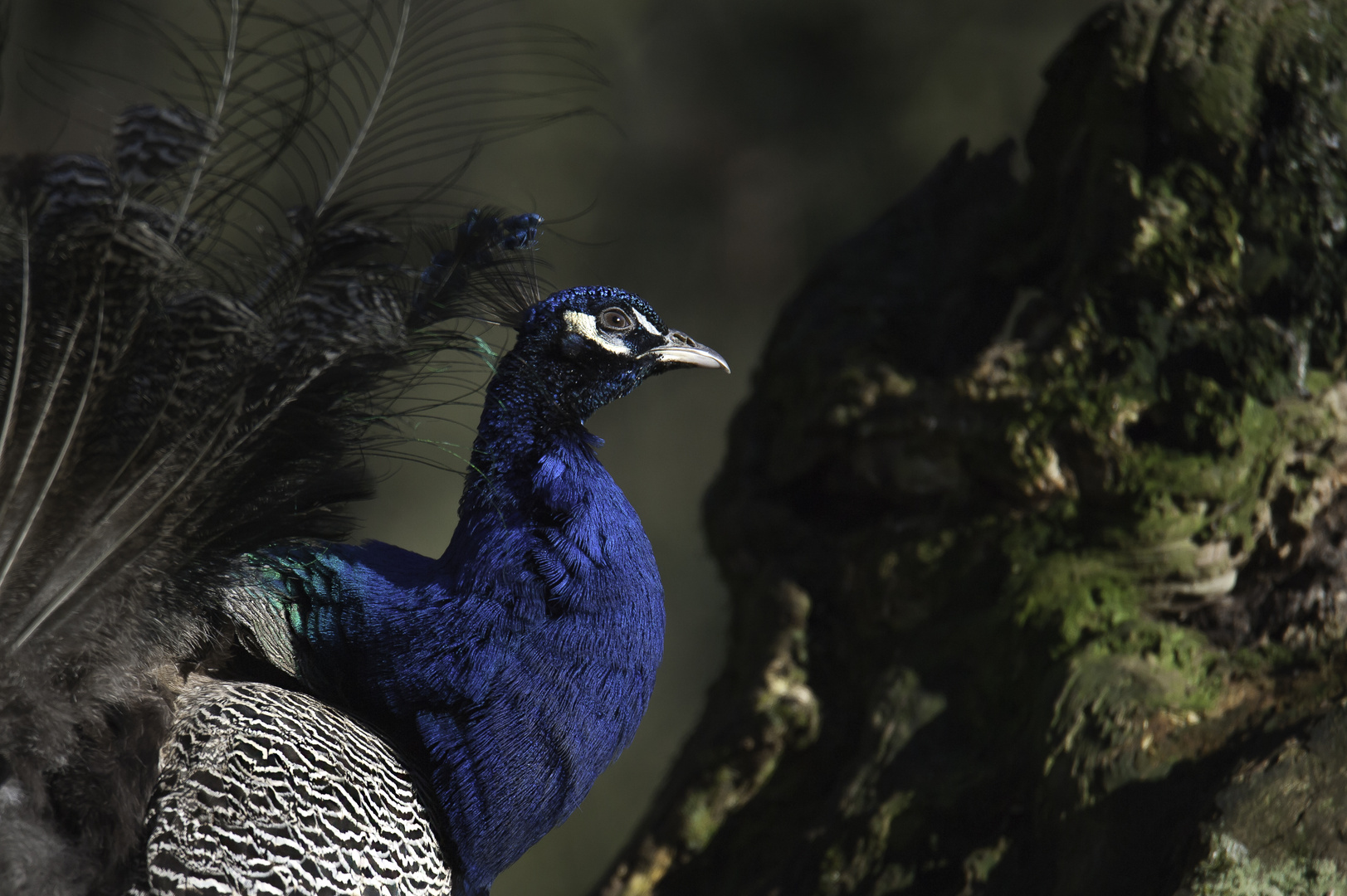 Indian peafowl (Male)