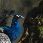 Indian peafowl (Male)