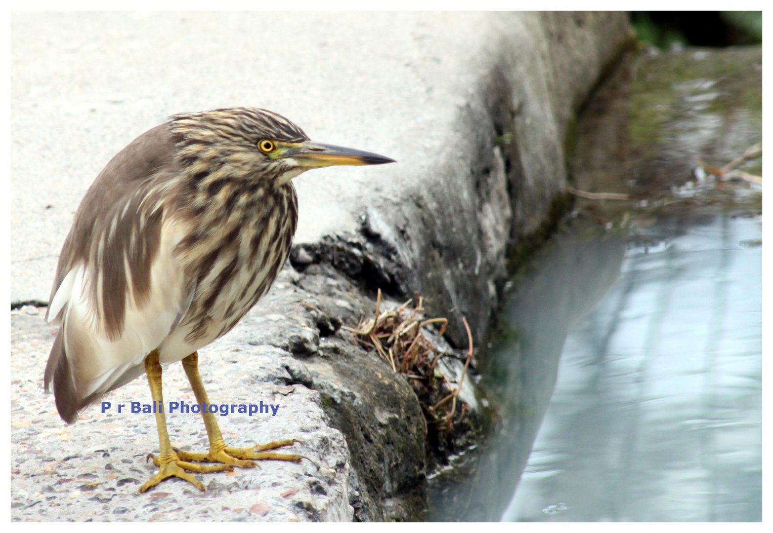 Indian Pond Heron