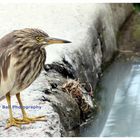 Indian Pond Heron