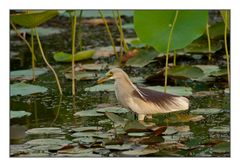 Indian Pond Heron