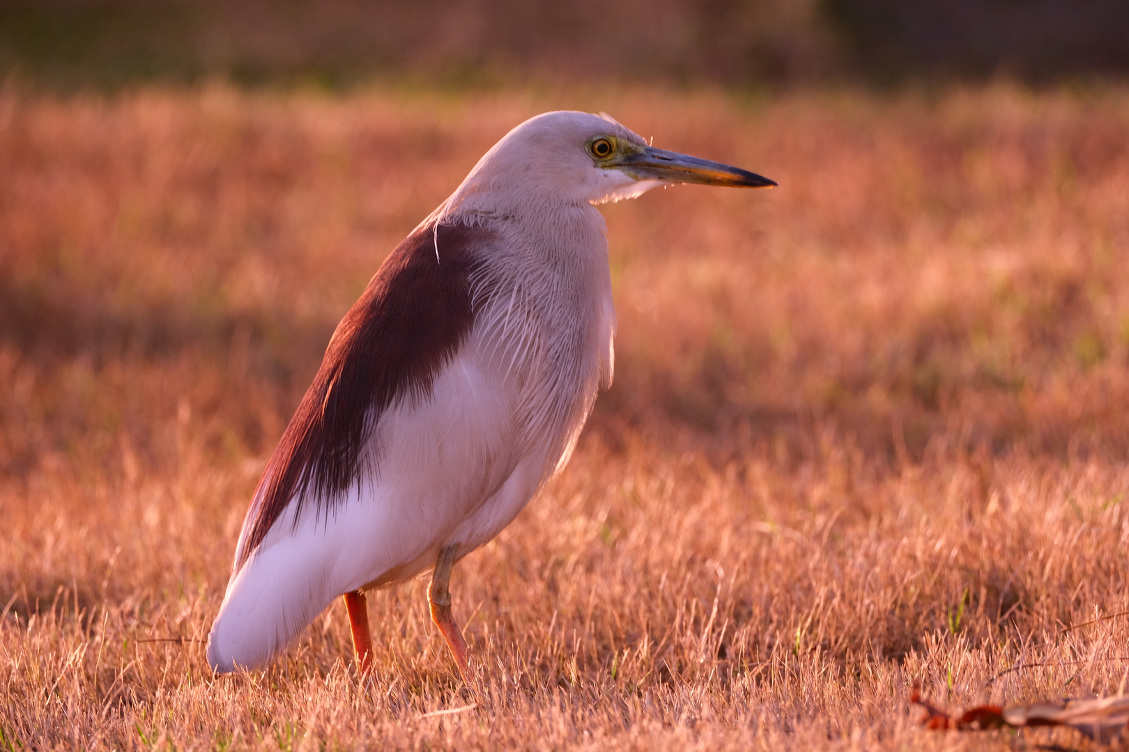 Indian Pond Heron