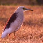 Indian Pond Heron