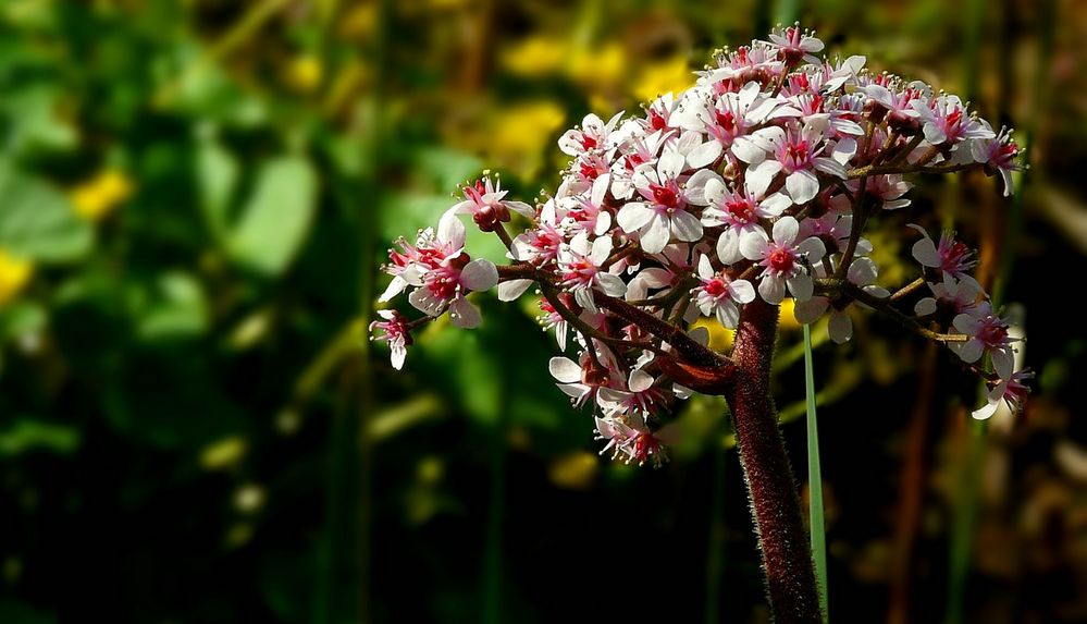 Indian rhubarb