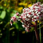 Indian rhubarb