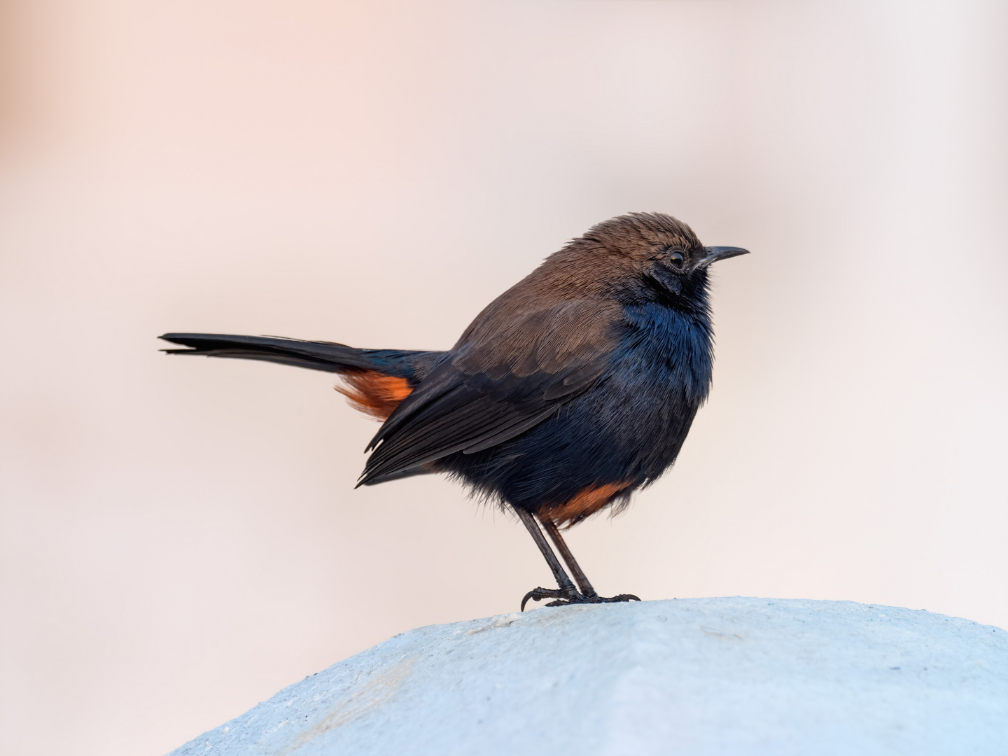 Indian Robin