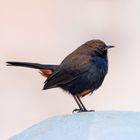 Indian Robin