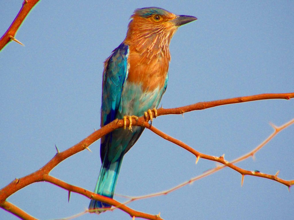 Indian Roller