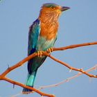 Indian Roller