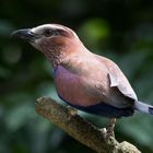 Indian Roller