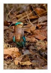 Indian Roller