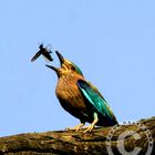 Indian Roller