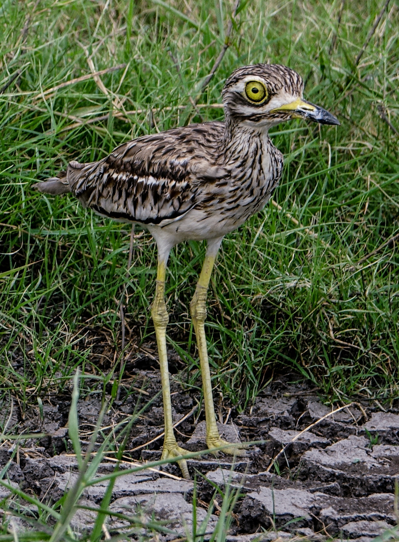 Indian stone curlew